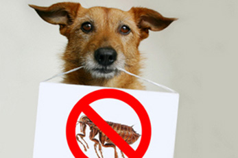 flea-treatment